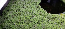 Live Water Spangles (Salvinia Minima) X30 Floating Aquarium & Pond Plants