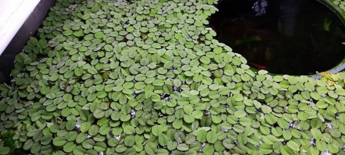 Live water spangles salvinia - water, (salvinia