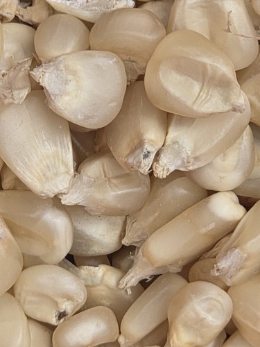 Premium dried white corn - white,