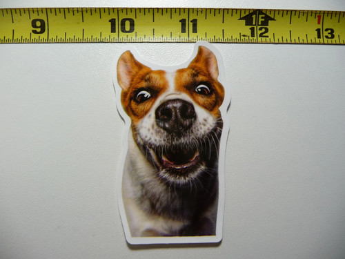 Rat terrier waiting treat - terrier,