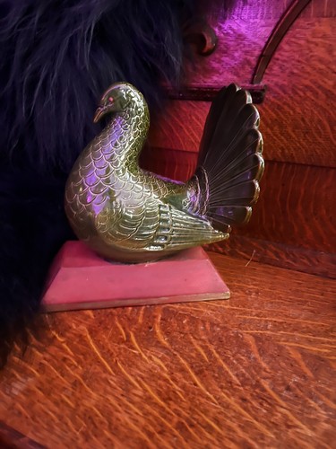 Italian fantail pigeon - italian,
