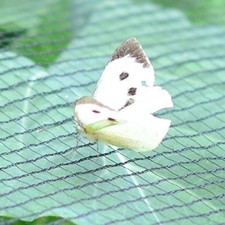 Butterfly netting stop cabbage - butterfly,