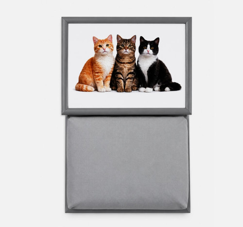 Cats black tabby ginger - black,, &