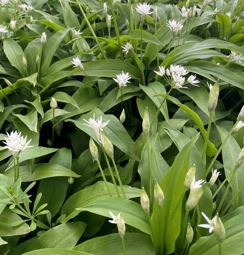 Wild garlic seeds allium - 50+,
