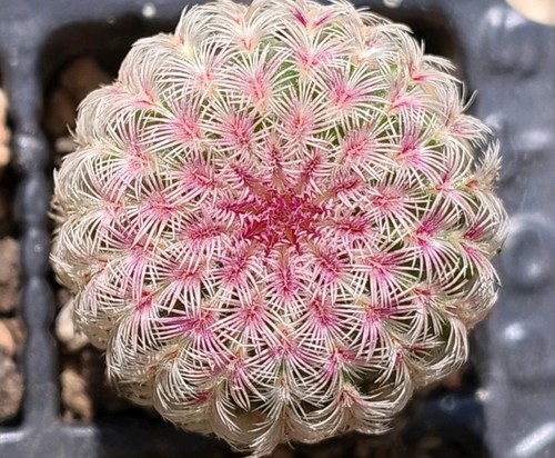 Cactus echinocereus - ,