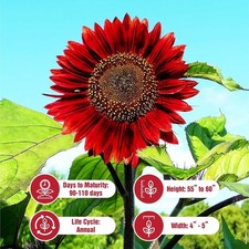 Red Vibrant Sunflower Seeds