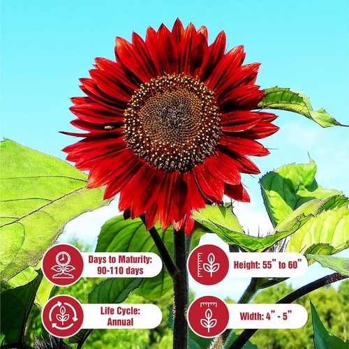 Red vibrant sunflower seeds - vibrant,