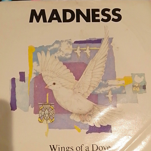 Madness wings dove - a,