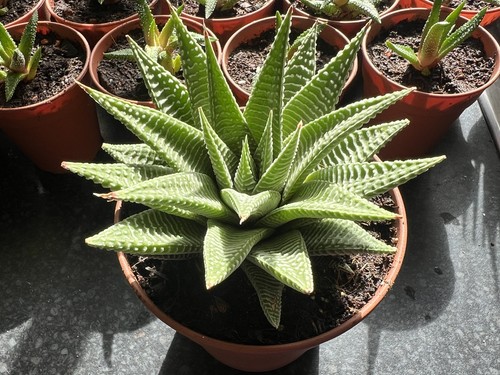 One large haworthia spider - large,