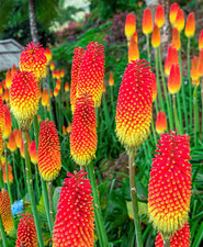 Kniphofia Red Hot Poker