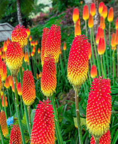 Kniphofia red hot poker - kniphofia,