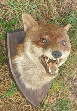 Antique Taxidemy Mounted Fox Mask  Head Vixen Vulpes F W  Bartlett Of Banbury
