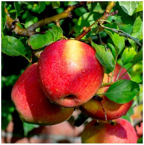 Braeburn apple tree 5ft 6l - 'braeburn',