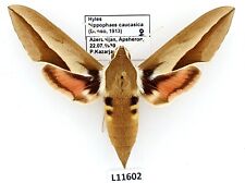 Sphingidae, Hyles hippophaes