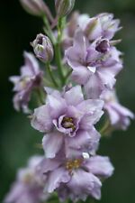 15 Delphinium Misty Lavender