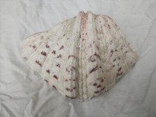 Claw clam shell