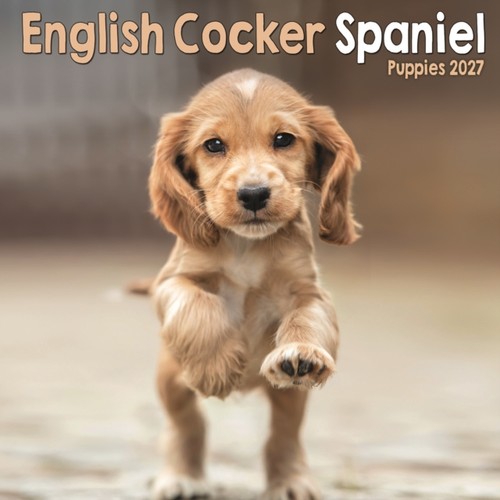 English cocker spaniel puppies - english,