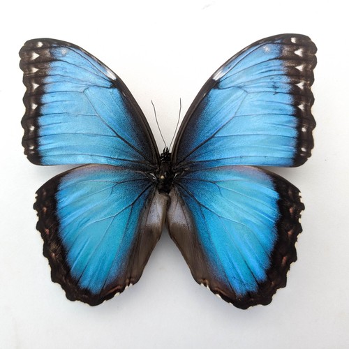 Morpho helenor butterfly