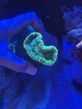 Ultra Green Tracki (brain Coral)    (LPS,SPS,soft)
