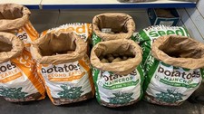 SALE Certified UK Plant Seed