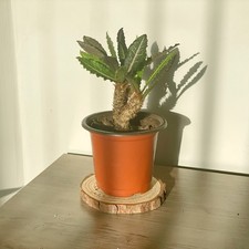 Euphorbia Francoisii Caudex - around 8-10cm - Bare Root Shipped