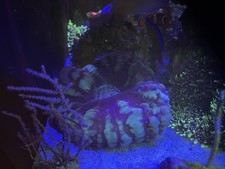 Corals - Cynarina - Green/Purple Rare Coral Reef Marine Corals