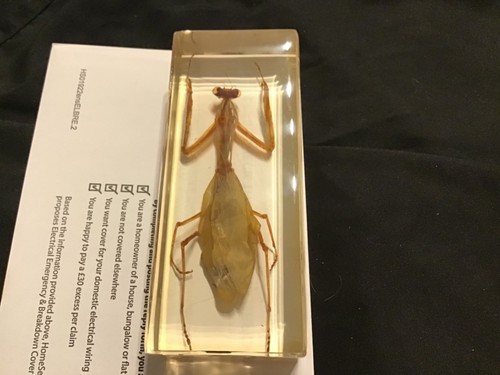 Large praying mantis insect - large,