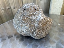 Colonial rugose coral fossil - rugose,