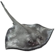 Sting Ray Figure - Hand
