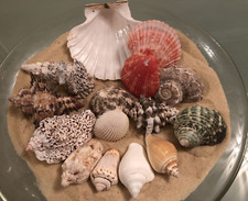 15 Mixed Large 5/10cm exotic Natural Sea shells Aquarium natural Crafts Beach