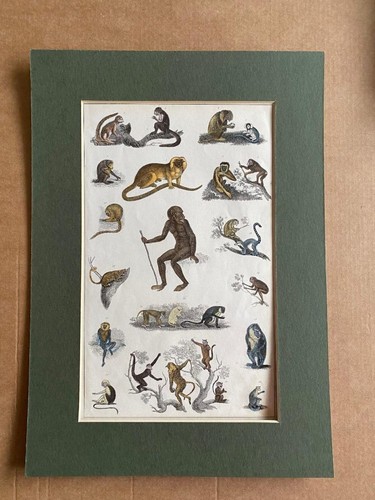 C1810 thomas landseer - thomas,
