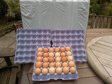 EGG TRAYS BLUE 10 TRAYS (HOLDS