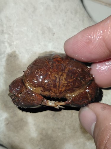 Natural crab fossils from