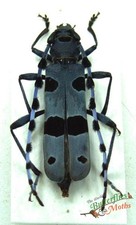 Alpine Longhorn Beetle Rosalia