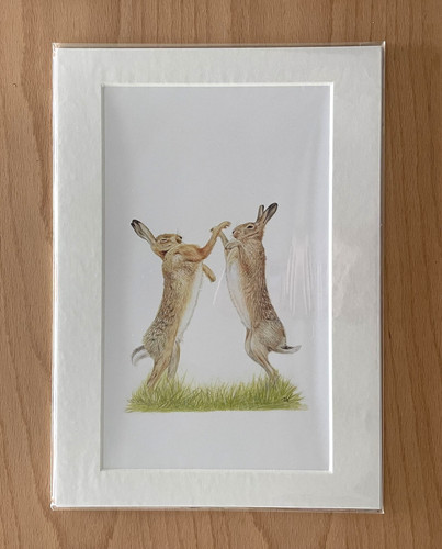 Boxing hares drawing - hares,