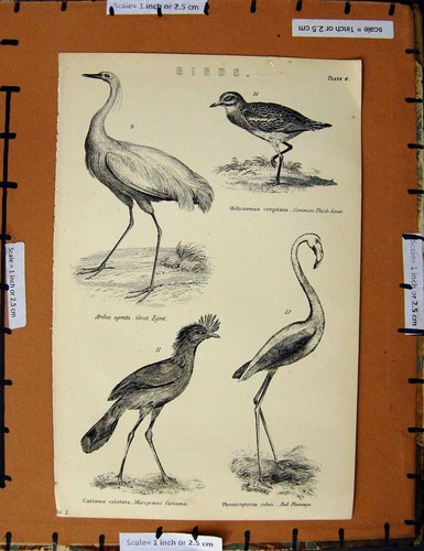 Original old antique print - original,
