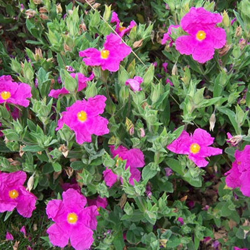 Cistus pulverulentus sunset - pulverulentus,