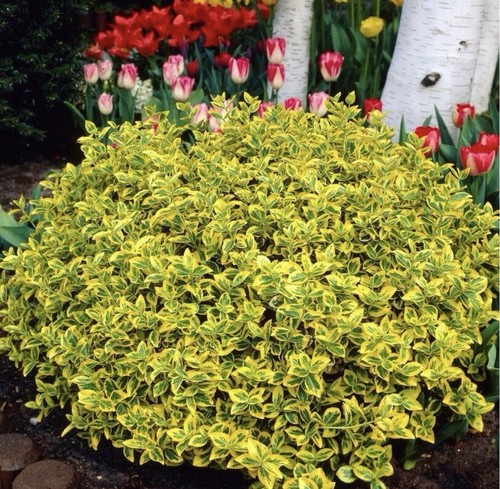 Euonymus emerald gold - 3x, n