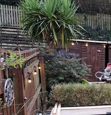 Mature Palm Tree 10-11 Feet