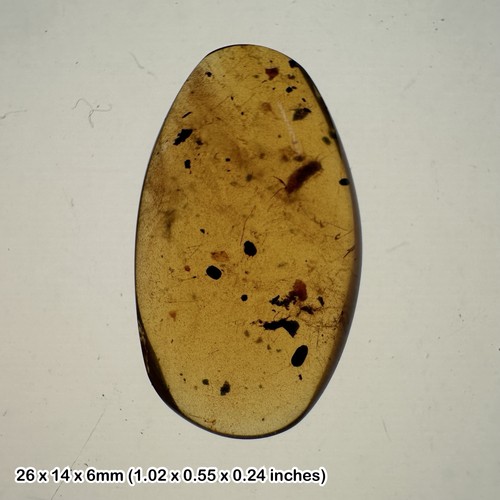 Burmese cretaceous amber - , with