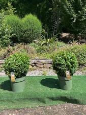 Pair of Box topiary balls