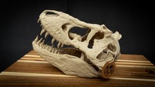 Scaled down rex skull - scaled, t-rex