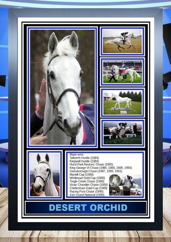 154 desert orchid size a4 - orchid,