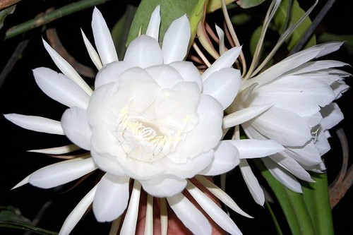 Seeds brahma kamal - 80+,