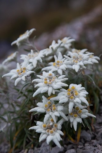 Alpinum edelweiss hardy - 3x,