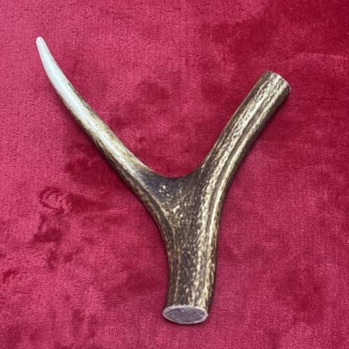 One piece deer antler y - piece, of