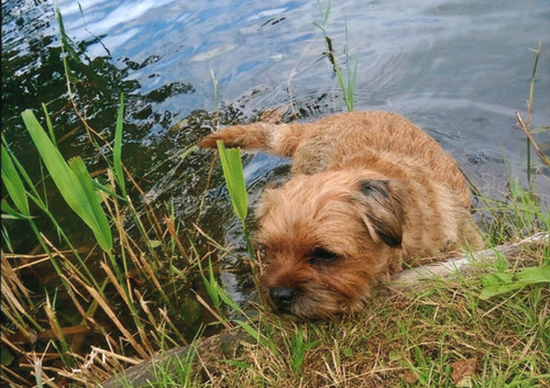 Border terrier dog - border,