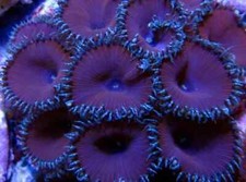 ☠️🟪 Purple Death Paly