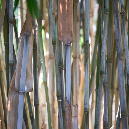 Fargesia papyrifera blue - fargesia,