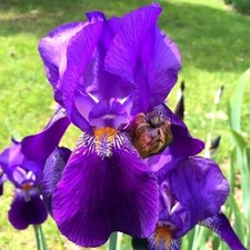 1x Blue Iris Germanica FRAGRANT Bearded Iris (bare roots)